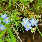 Myosotis scorpioides Flower