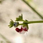 Scrophularia striata Flower