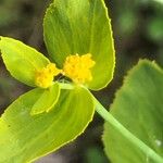 Euphorbia serrata Kukka