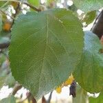 Malus sylvestris Leaf