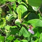 Canavalia rosea Floro