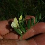 Vicia hybrida Květ
