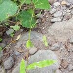 Acroceras elegans Hostoa