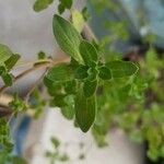 Origanum majoranaपत्ता