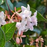 Abelia × grandiflora Žiedas