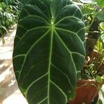 Anthurium clarinervium Yaprak