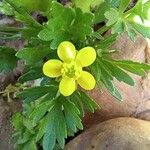Ranunculus trilobus Flor