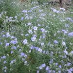 Phacelia distans Elinympäristö