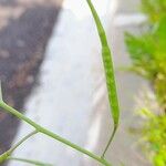 Brassica tournefortii Fruit