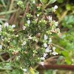 Origanum majoranaफूल