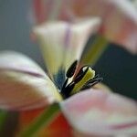 Tulipa clusiana Flor