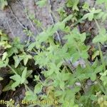 Galium scabrum Habit