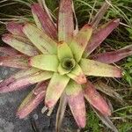 Neoregelia farinosa Fuelha