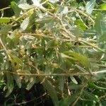 Atriplex semibaccata Blad