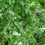 Silybum marianum 葉