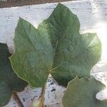 Fremontodendron californicum Blad