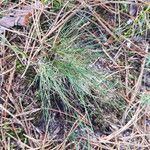 Festuca filiformis ᱥᱟᱠᱟᱢ