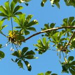 Cecropia peltata Levél