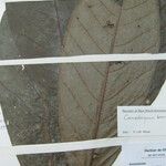 Cremastosperma brevipes Otro