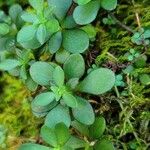 Sedum ternatum Leaf