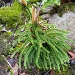 Lycopodium dendroideum Habitat