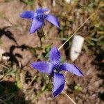 Gentianopsis ciliata Flor