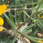 Genista dorycnifolia