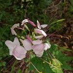 Cleome spinosaFlower