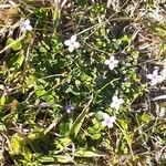 Houstonia pusilla چھال