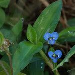 Commelina diffusa Прочее