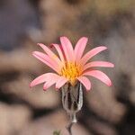 Mutisia hamata Flower