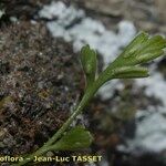 Asplenium x alternifolium Rhisgl