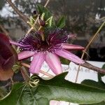Passiflora amethystina Žiedas