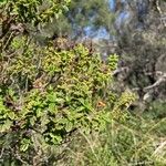 Hypericum balearicum Blatt