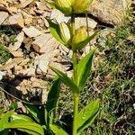 Gentiana punctata অভ্যাস