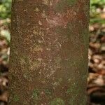 Aniba parviflora Кора