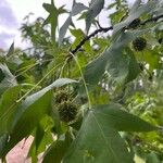 Liquidambar orientalis Flower