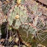 Opuntia macrocentra List