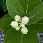 Calotropis gigantea Flor