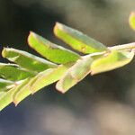 Hippocrepis multisiliquosa Leaf