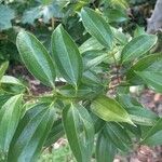 Cinnamomum burmanni برگ