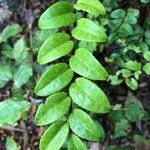 Vaccinium ovatum Leaf