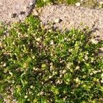 Sagina procumbens برگ