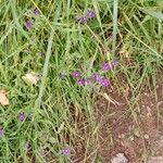 Legousia speculum-veneris Libunga
