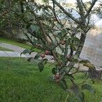 Pyrus cordata Агульны выгляд