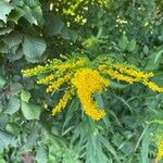 Solidago juncea ফুল