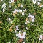 Richardia scabra Λουλούδι