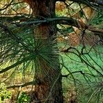 Pinus ponderosa Bark