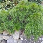 Acacia cognata Costuma