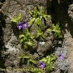 Pinguicula longifolia Hábito